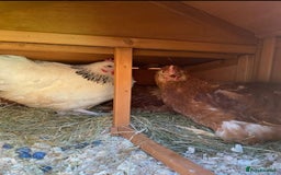 Chickens poultry for sale: Chickens - Image 1