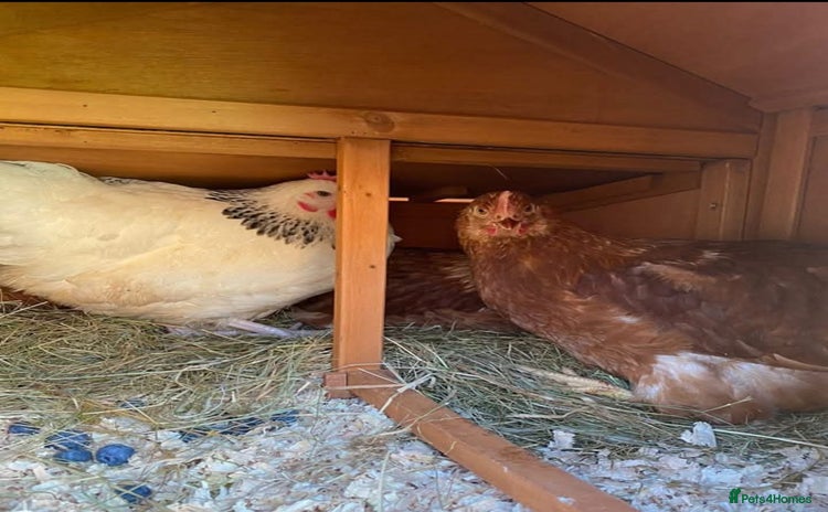 Chickens poultry - Advert 1