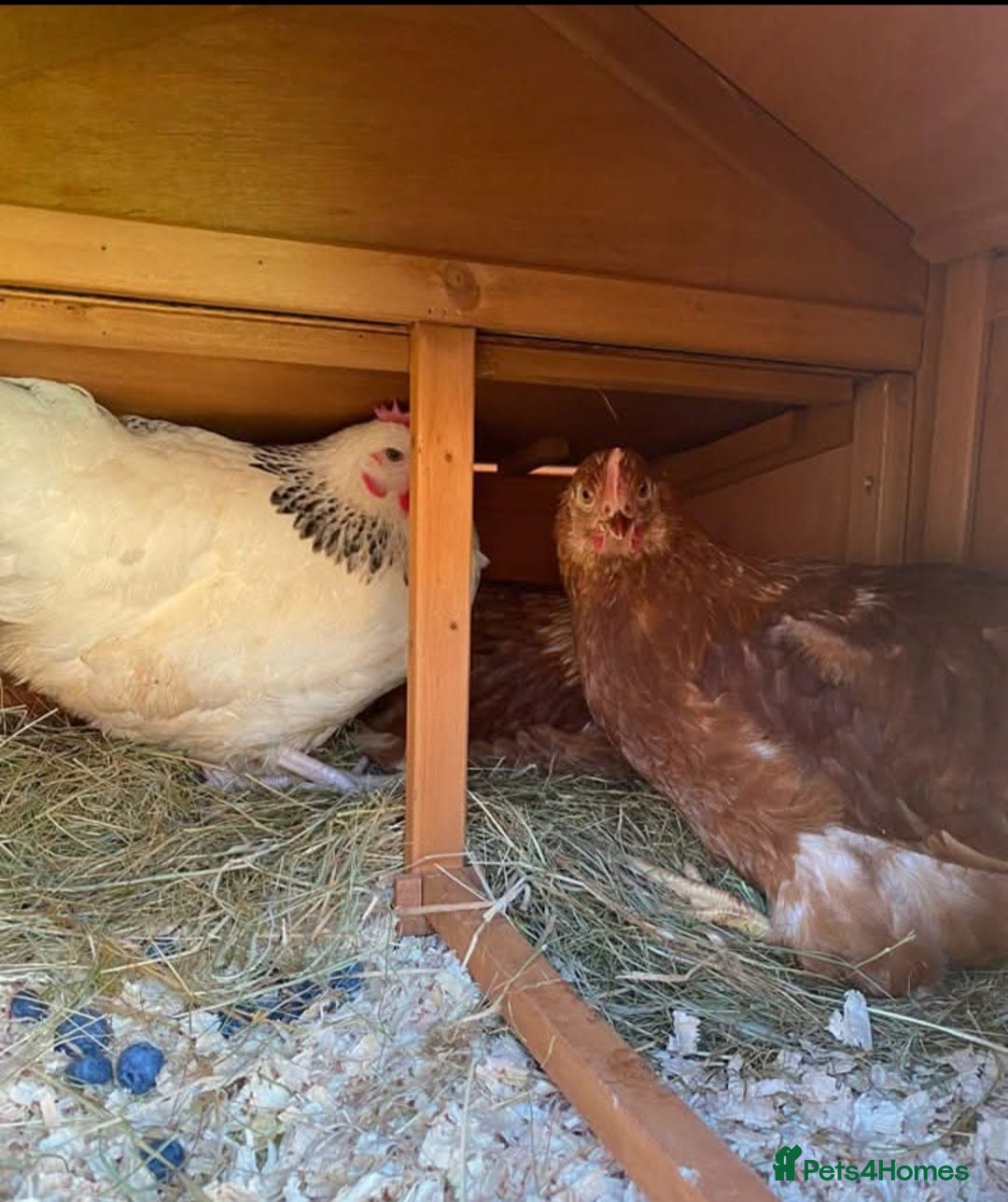 Chickens poultry for sale: Chickens - Image 1