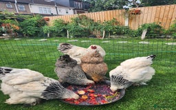 Chickens poultry for sale: Hatching eggs - Image 22