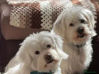 Mixed Breed dogs Logan and Buddy 6 year old Fluff balls - Advert 14