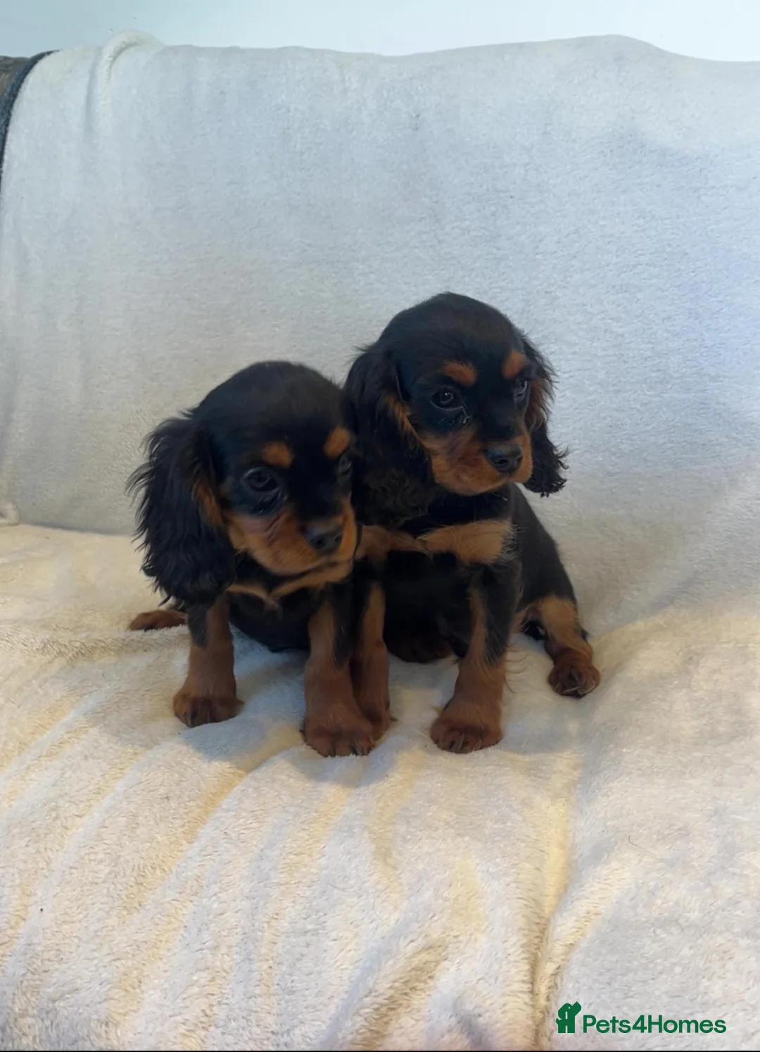 Cavalier King Charles Spaniel dogs for sale: Cavalier King Charles spaniel puppies - Advert 1