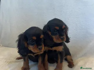 Cavalier King Charles Spaniel dogs Cavalier King Charles spaniel puppies - Advert 3