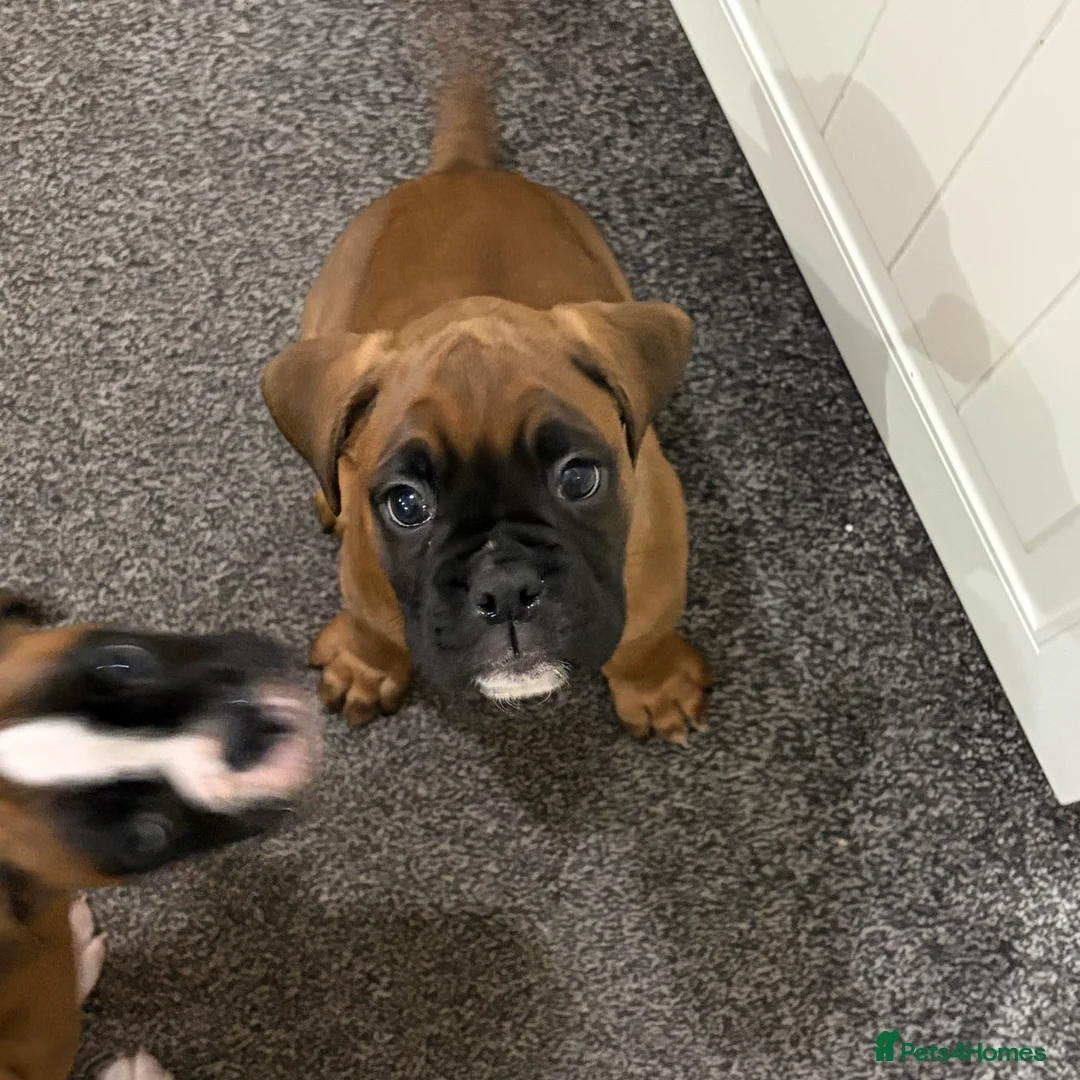 Boxer dogs for sale: Beautiful Boxer Puppies - Advert 4