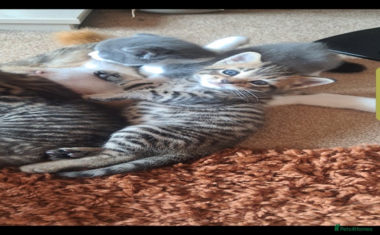 Mixed Breed cats - Advert 3