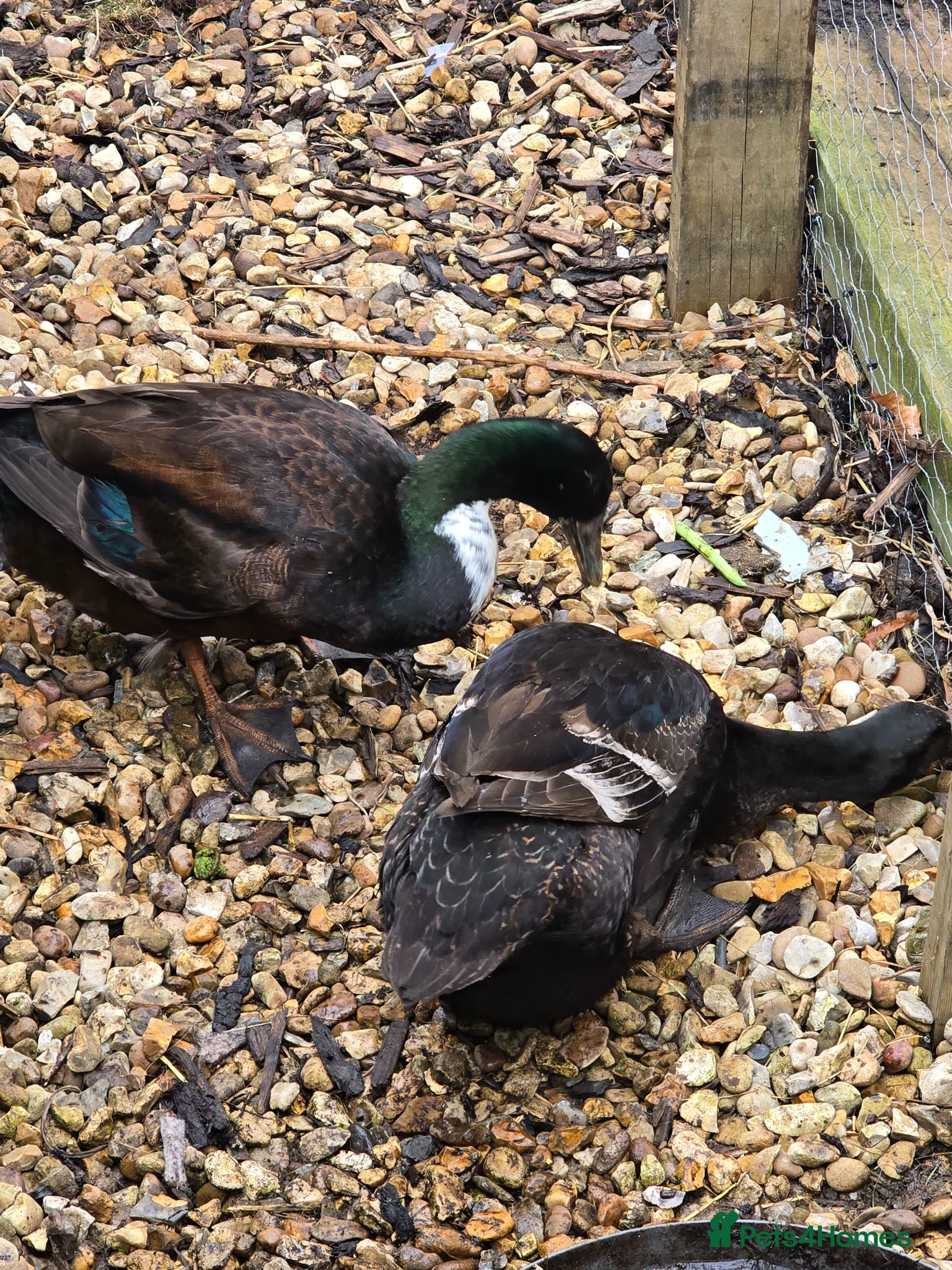 Ducks poultry Lovely mating pair - Advert 1