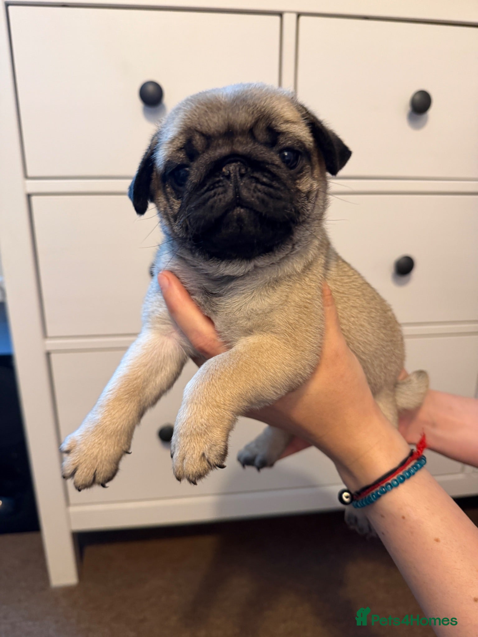 Pug dogs Pug baby girl for sale  - Advert 3