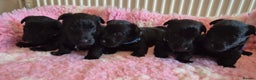 Scottish Terrier dogs for sale: KC Scottish terrier puppies  - Advert 1