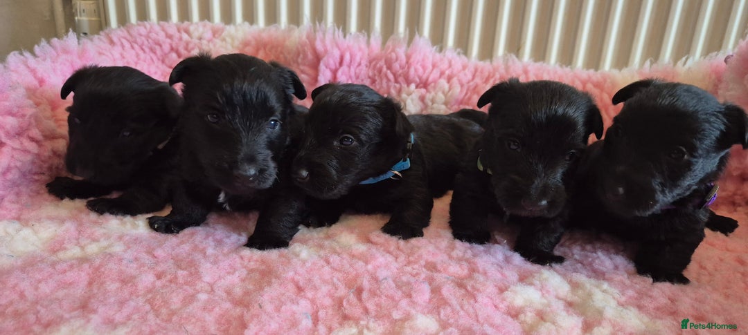 Scottish Terrier dogs for sale: KC Scottish terrier puppies  - Advert 1