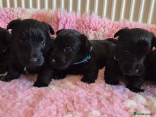 Scottish Terrier dogs KC Scottish terrier puppies - Advert 1