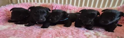 Scottish Terrier dogs for sale: KC Scottish terrier puppies  - Advert 5