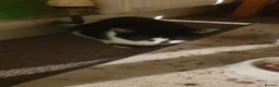 European cats for sale: Male and female  kittens   in Birmingham - Advert 4