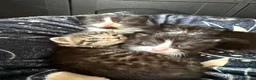 Mixed Breed cats for sale: 4 healthy chunky kittens - Advert 2