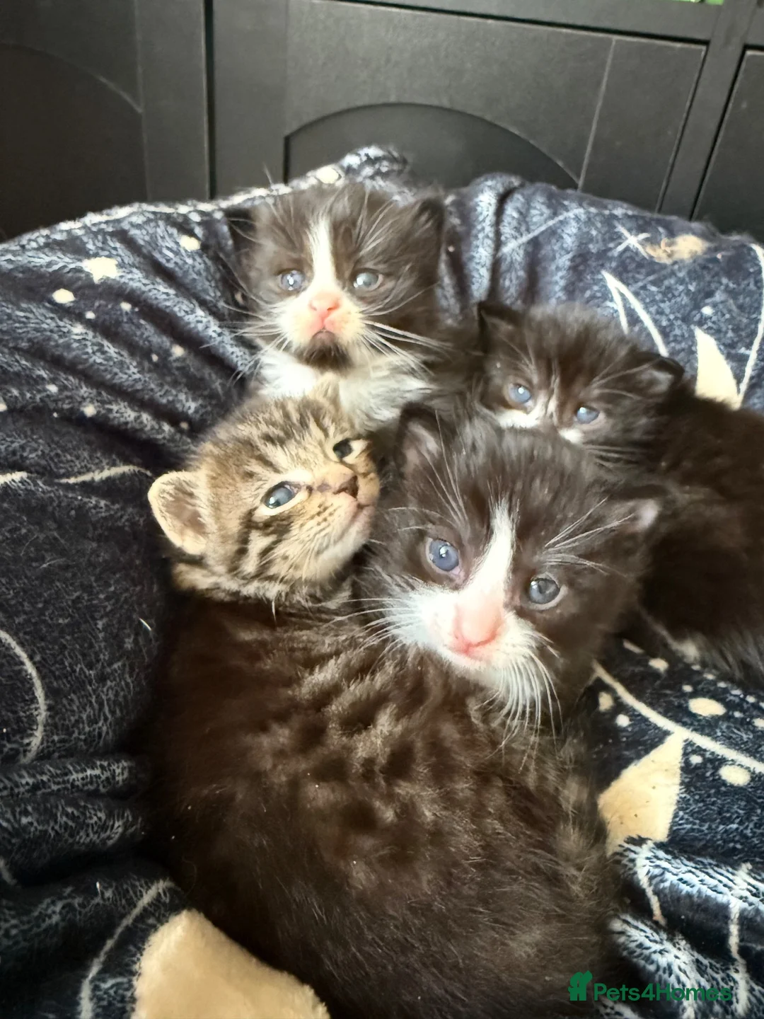 Mixed Breed cats for sale: 4 healthy chunky kittens - Advert 2