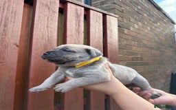 Cane Corso dogs for sale: cane corso pups - Image 2
