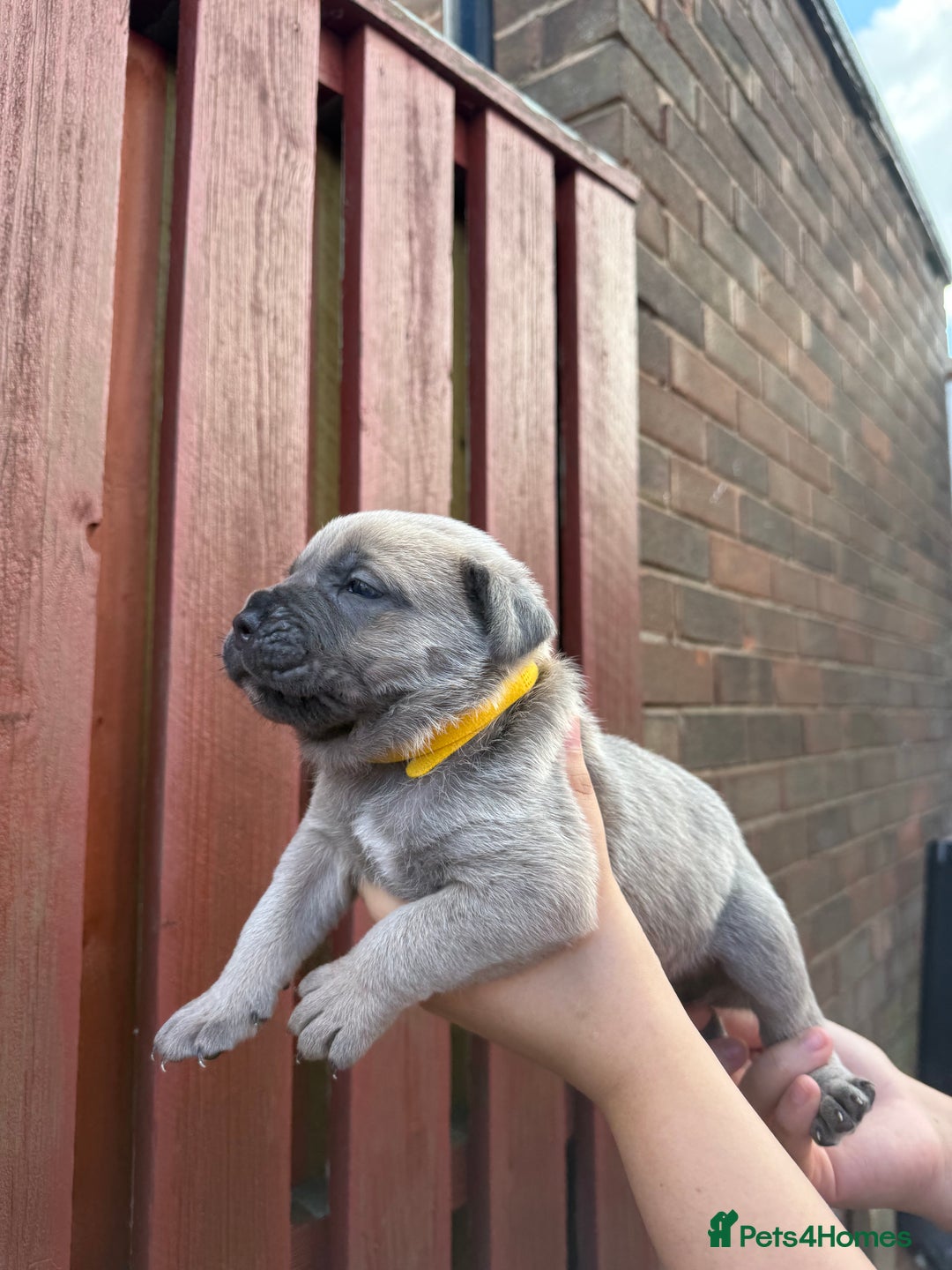 Cane Corso dogs for sale: cane corso pups - Image 2