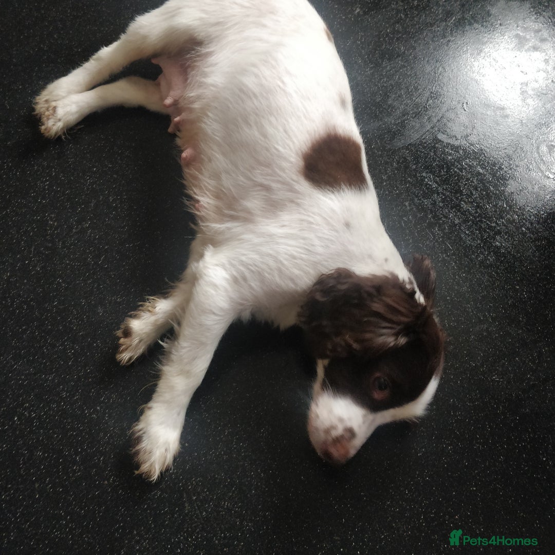 Sprocker dogs for sale: 5 sprocker boy pups - Image 2