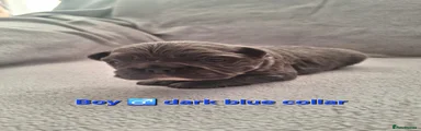 'Bean' dark blue collar