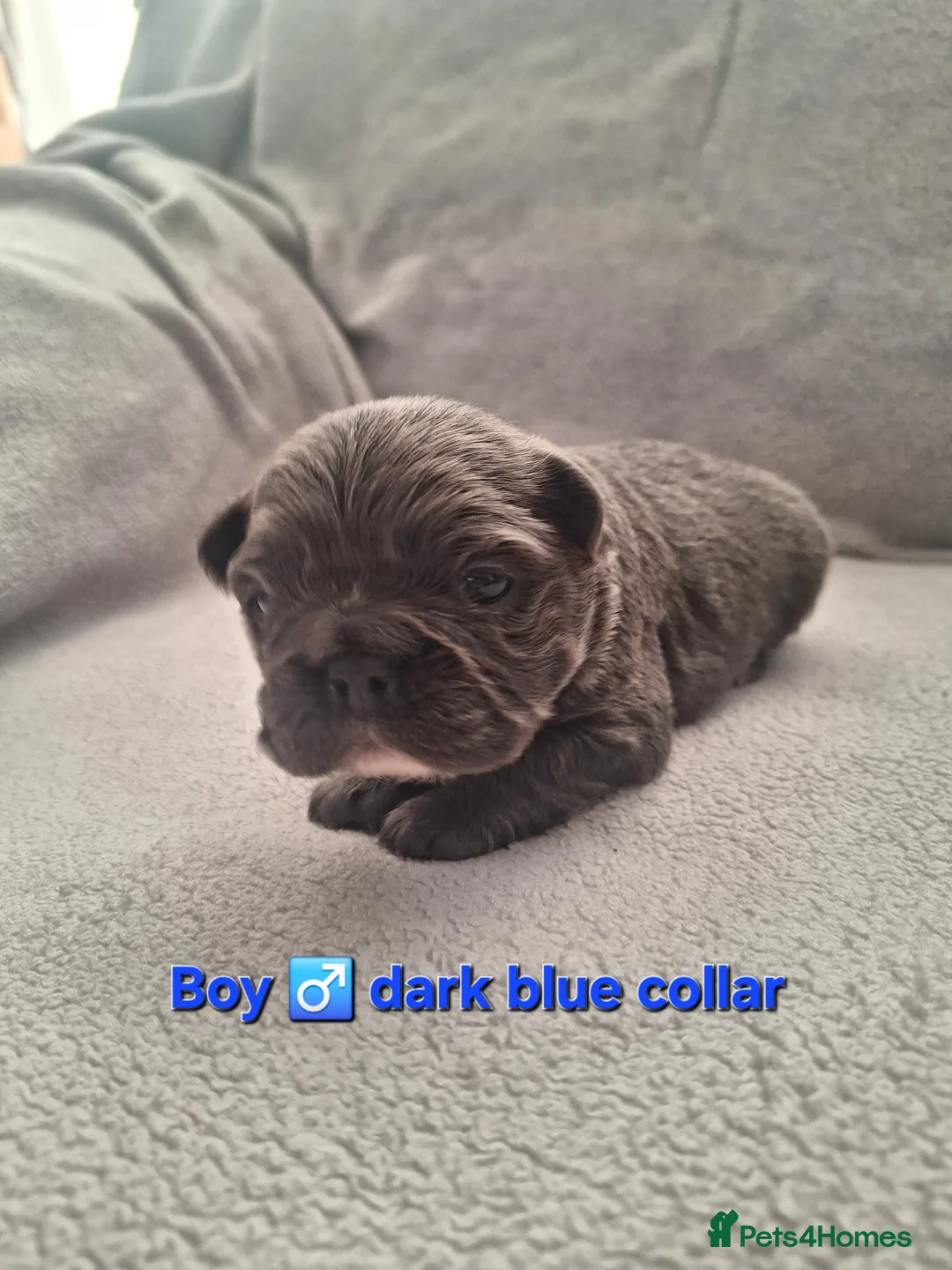 French Bulldog dogs for sale: Fluffy French Bulldog Puppies - Advert 7