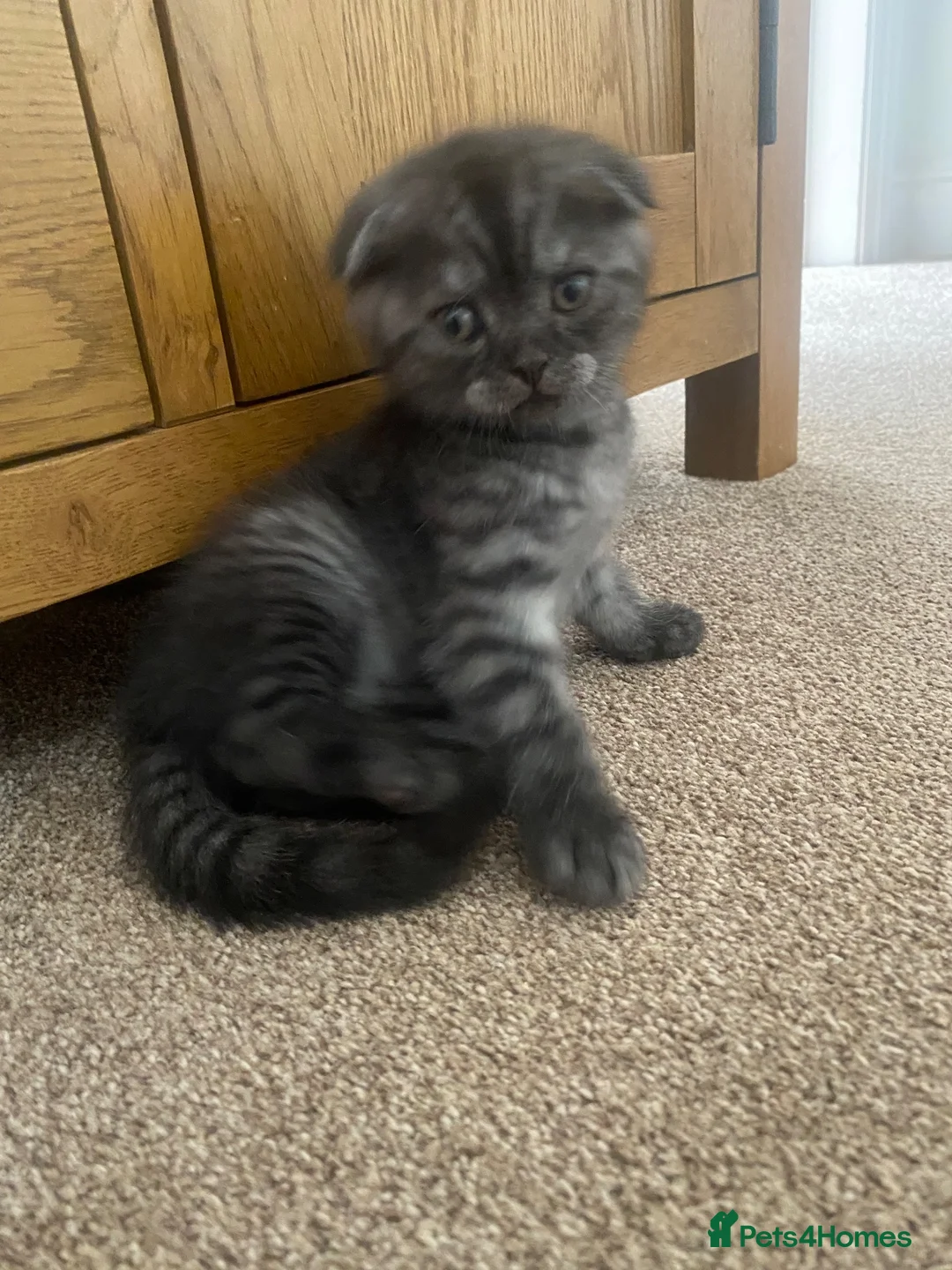 British Shorthair cats for sale: A male BSH/FOLD kitten left  - Advert 7