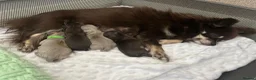 Chihuahua dogs for sale: READY NOW - Long coat chihuahua puppies - Advert 4