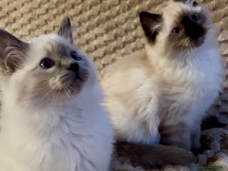 Ragdoll cats Ragdoll Kittens TICA 2 Boys Seal Blue - Advert 5