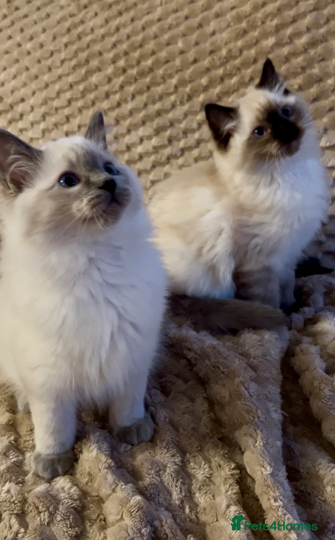 Ragdoll cats for sale: Ragdoll Kittens TICA 2 Boys Seal Blue  - Advert 1