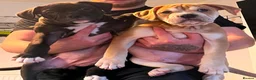 Alapaha Blue Blood Bulldog dogs for sale: Alapaha blue blood bulldog - Advert 1