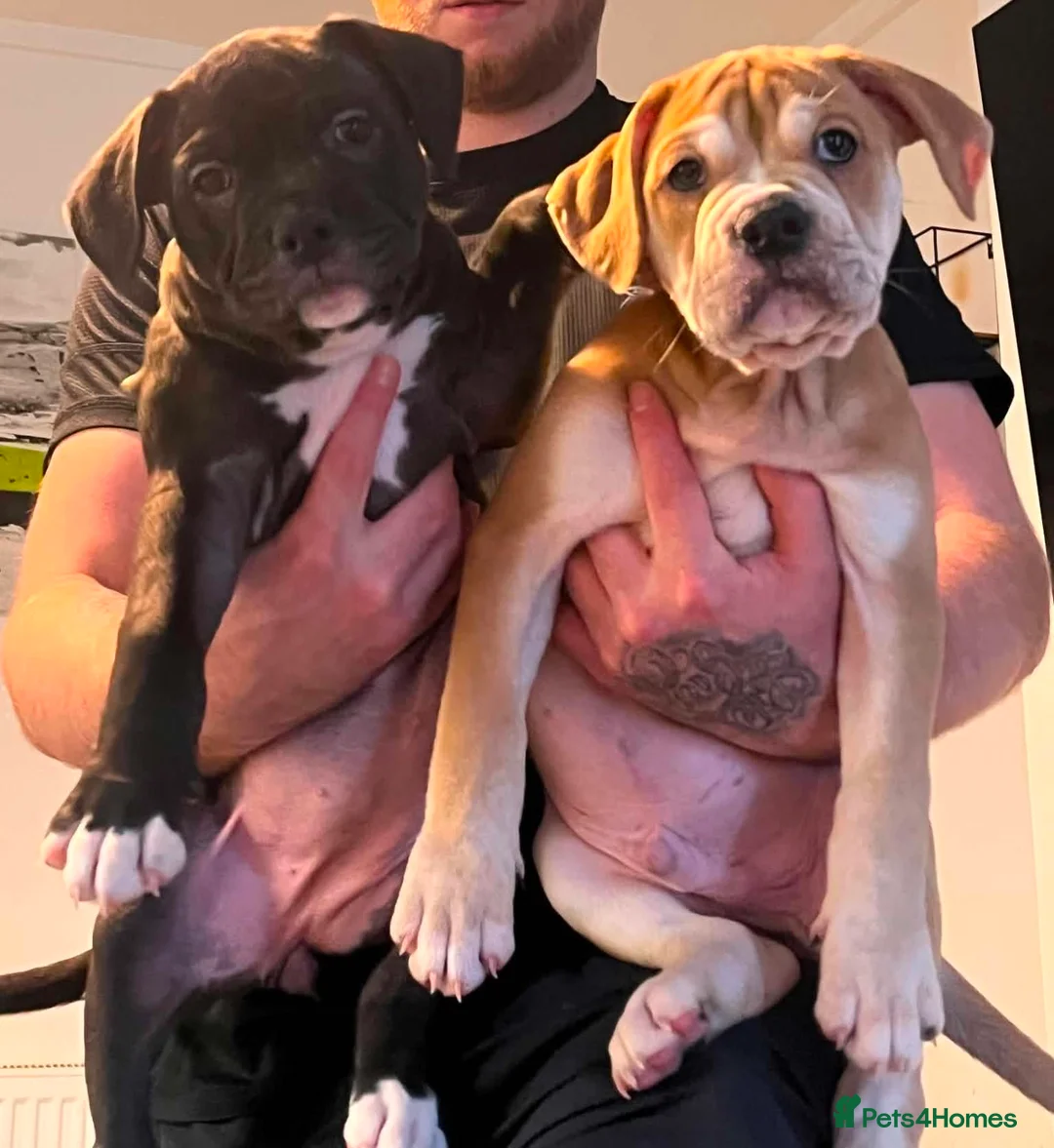 Alapaha Blue Blood Bulldog dogs for sale: Alapaha blue blood bulldog - Advert 1