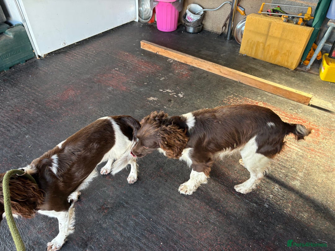 English Springer Spaniel dogs for sale: Beautiful litter of KC REG Puppies - Advert 13