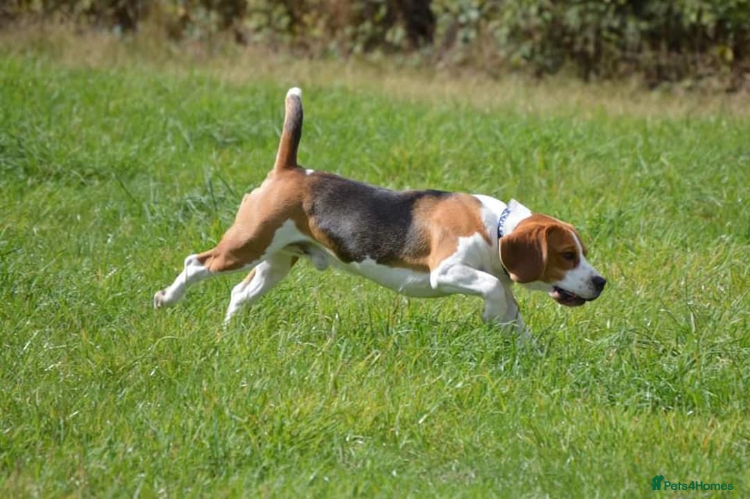 Beagle dogs for stud: Winner at Crufts 2025! in Tonbridge - Image 26