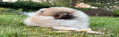 Pomeranian Puppy 1