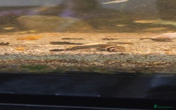 Other/Mixed Breed fish for sale: Assassin snails for sale £2 each or three for £5 - Image 3