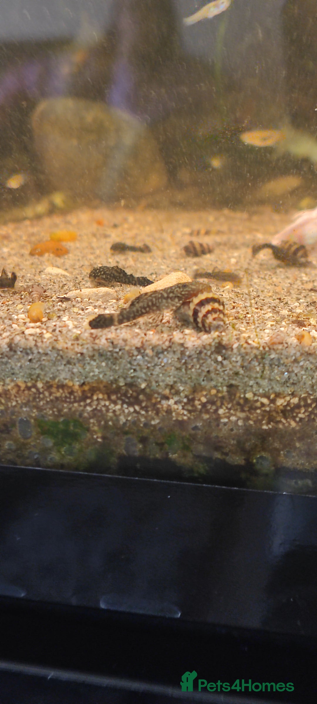 Other/Mixed Breed fish for sale: Assassin snails for sale £2 each or three for £5 - Image 3