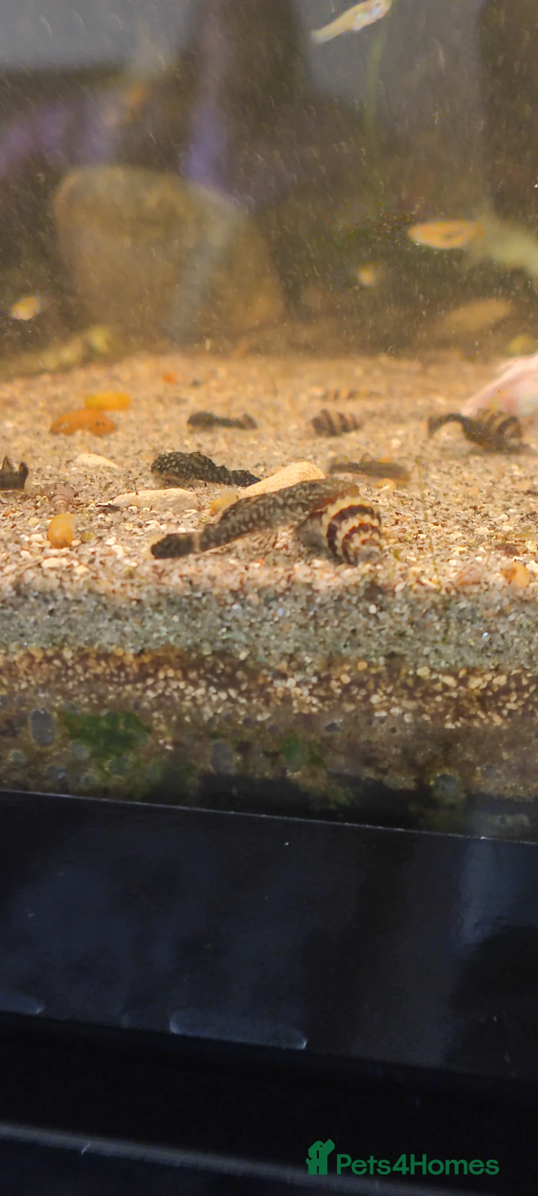 Other/Mixed Breed fish for sale: Assassin snails for sale 6 for £10 - Advert 3