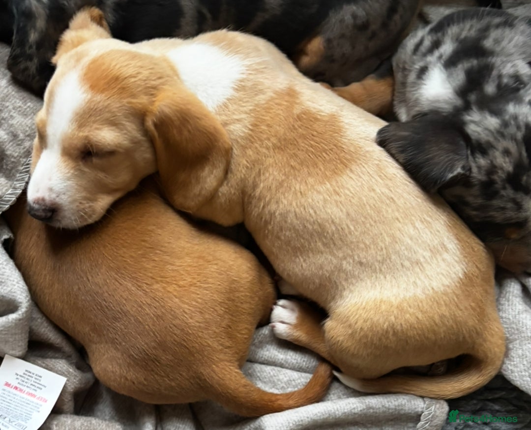 Miniature Dachshund dogs for sale: Shaded red miniature dachshund for sale - Image 4