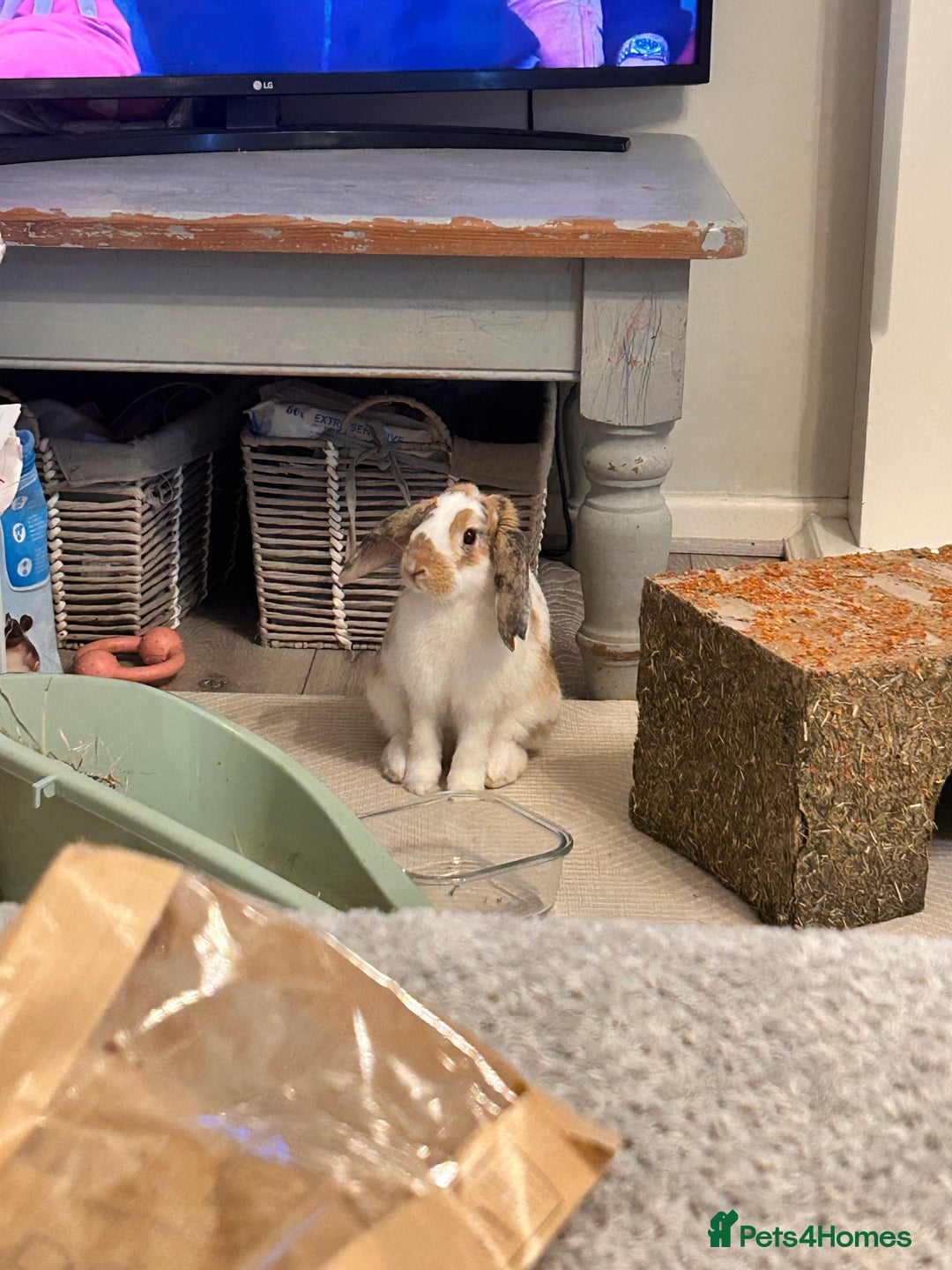 French Lop rabbits for sale: Rabbit for rehoming  - Image 5