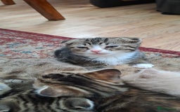 Scottish Fold cats for sale: Scottish fold/straight kittens and their mum - Image 11