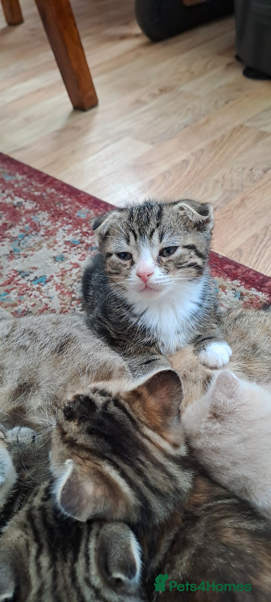 Scottish Fold cats for sale: Scottish fold/straight kittens and their mum - Image 11