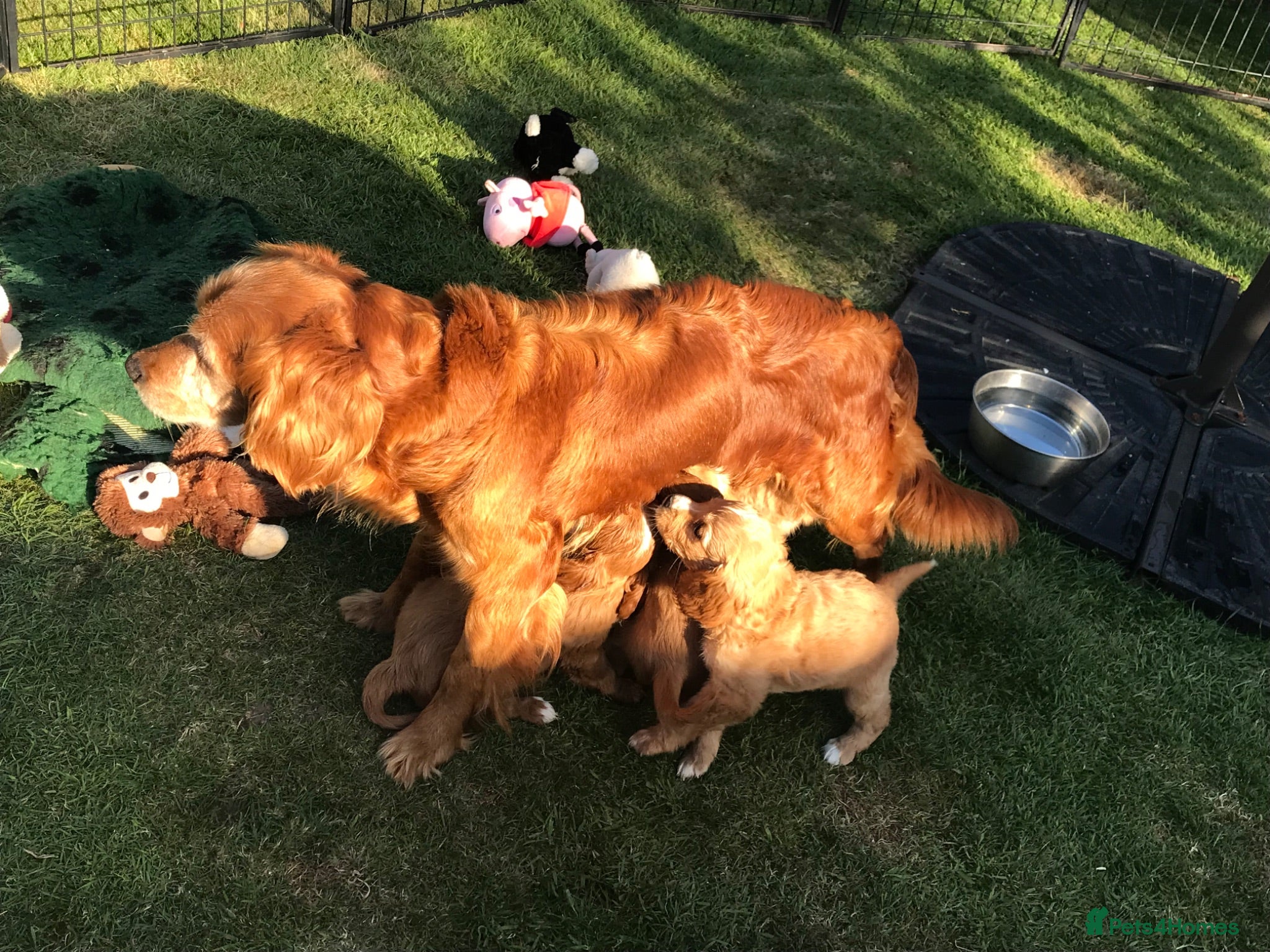 Mixed Breed dogs DAKOTA RETRIEVER CROSS COCKERLIER PUPPIES - Advert 2