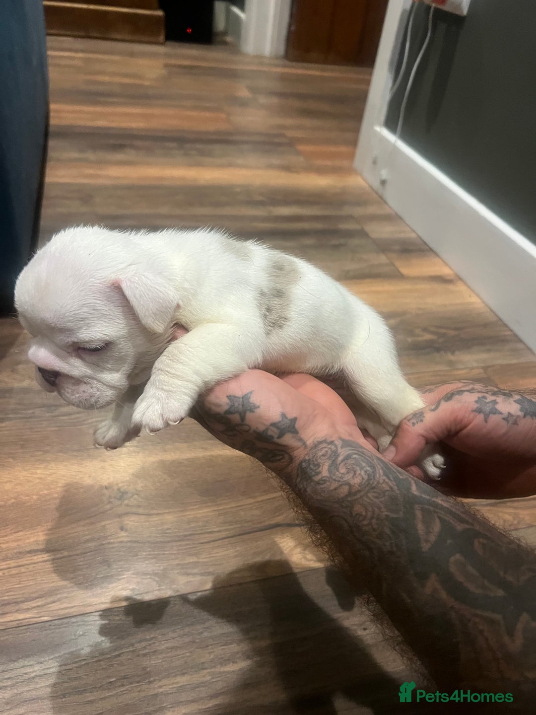 English Bulldog dogs for sale: Puppies  - Image 7