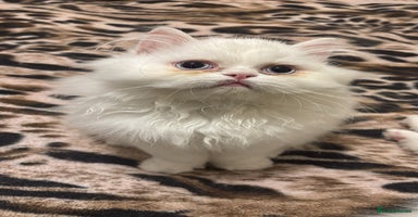 Persian cats - Advert 13