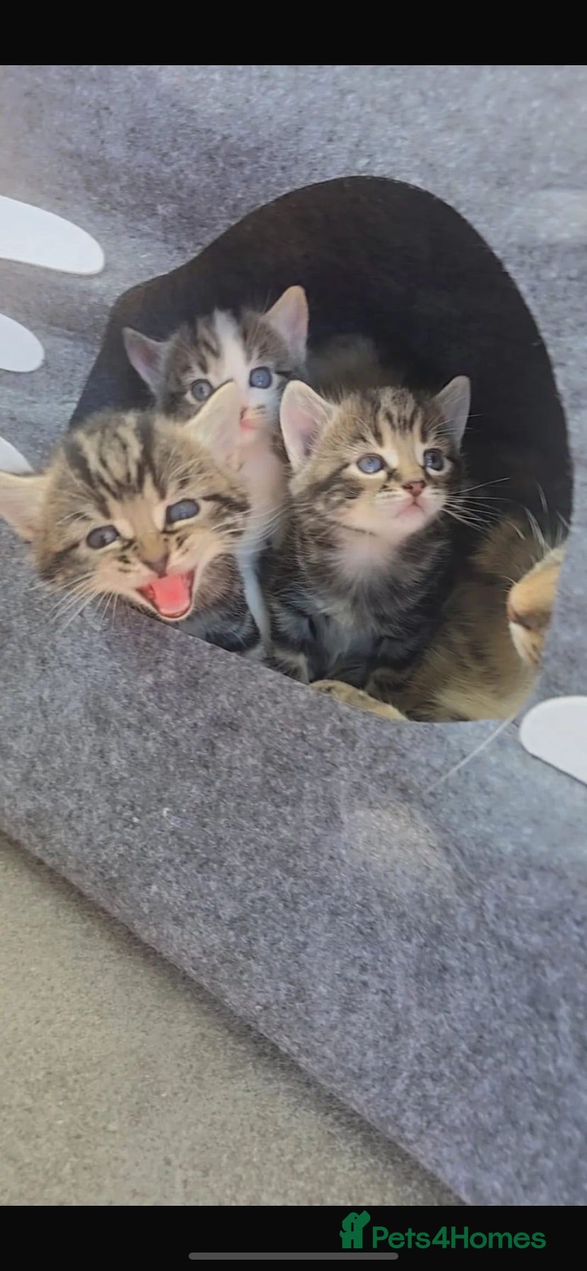 Mixed Breed cats Gorgeous kittens ready for new 🏡 😍  - Advert 3