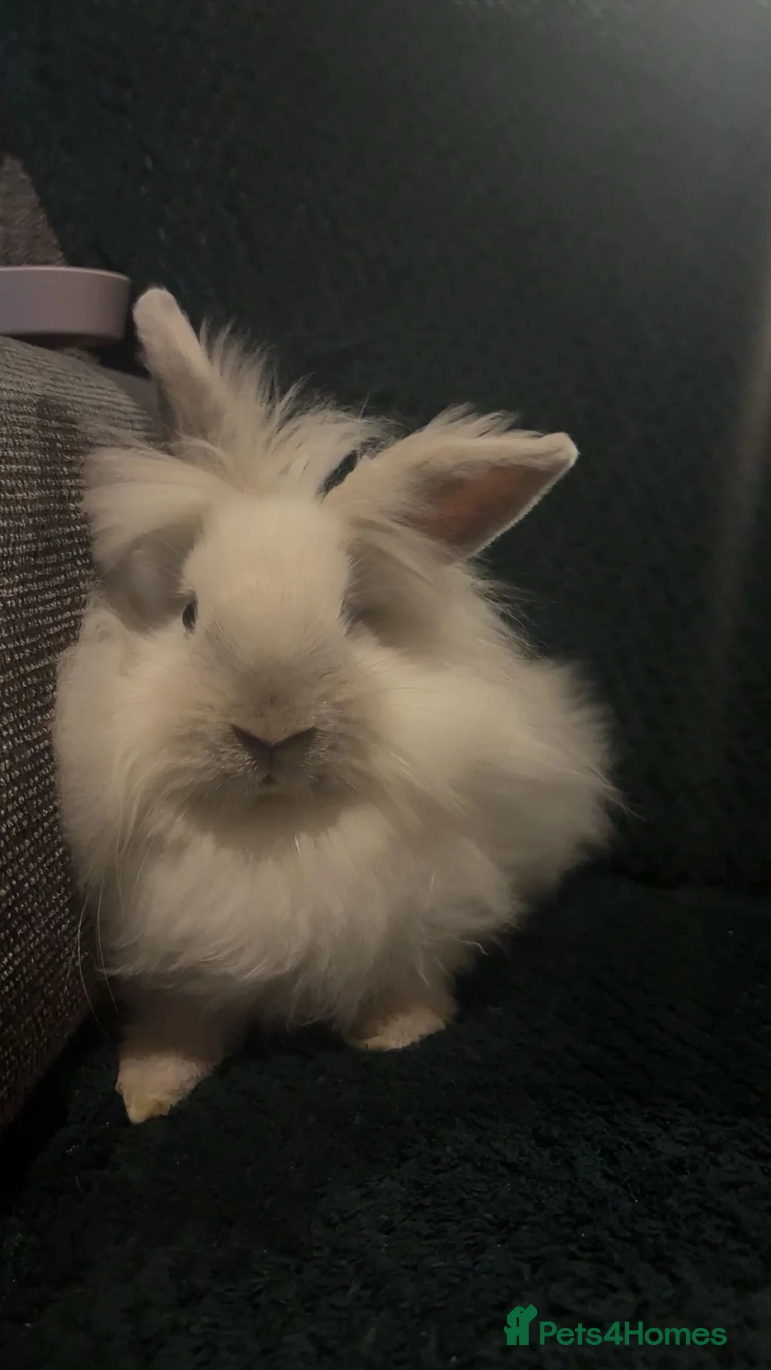 Lionhead rabbits for sale: Two brother lionheads - Advert 5