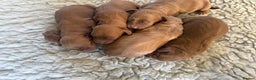 Cocker Spaniel dogs for sale: KC working cocker spaniels for sale  - Advert 5