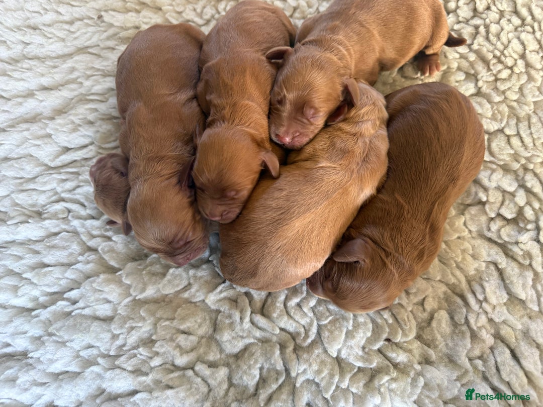 Cocker Spaniel dogs for sale: KC working cocker spaniels for sale  - Advert 5
