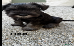 Miniature Schnauzer dogs for sale: Adorable miniature schnauzers  - Image 4