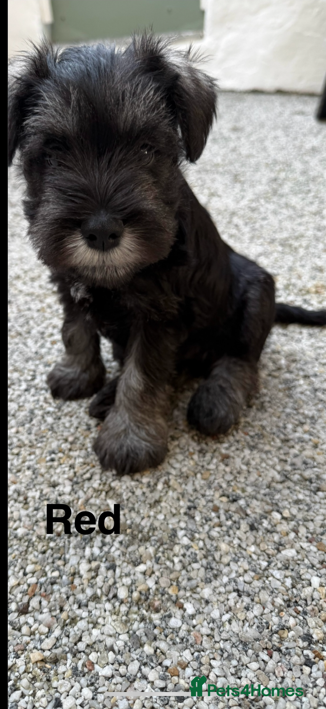 Miniature Schnauzer dogs for sale: Adorable miniature schnauzers  - Image 4