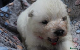 Samoyed dogs for sale: Samoyed puppies - fluff and joy - Image 18
