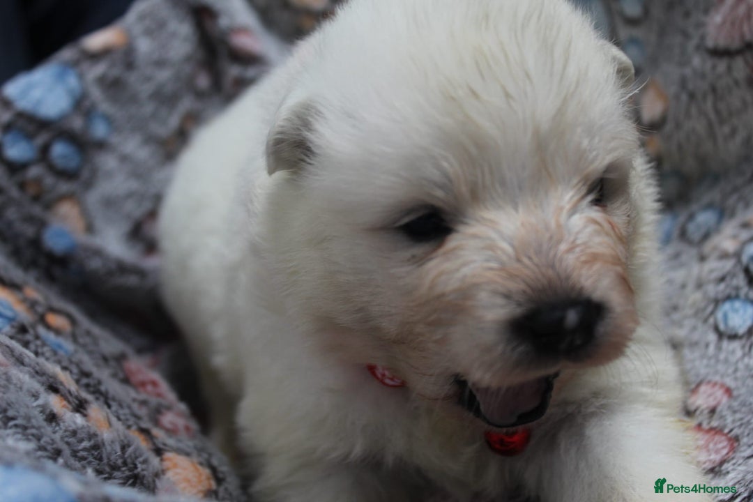 Samoyed dogs for sale: Samoyed puppies - fluff and joy - Image 18